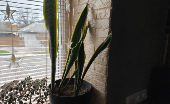 Хотите гармонии без стресса и удачу? Выберите свое растение-талисман: Телец — лаванда, Весы — фикус Хотите гармонии без стресса и удачу? Выберите свое растение-талисман: Телец — лаванда, Весы — фикус