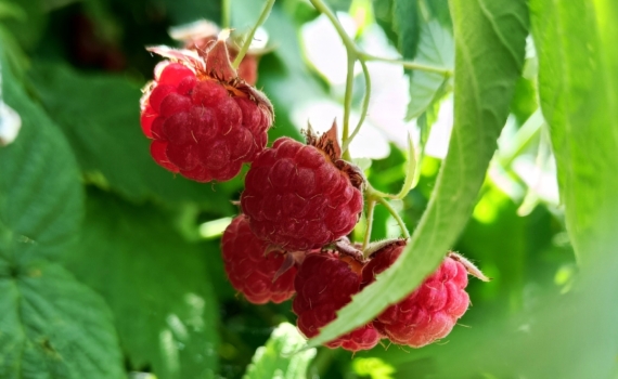 Сад мечты — это не про годы ожидания: эти 6 культур созреют в год посадки — растут быстрее сорняков Сад мечты — это не про годы ожидания: эти 6 культур созреют в год посадки — растут быстрее сорняков