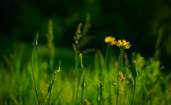 Химические репелленты токсичнее, чем клещи — вот природный щит: 4 природных средства с кухни Химические репелленты токсичнее, чем клещи — вот природный щит: 4 природных средства с кухни
